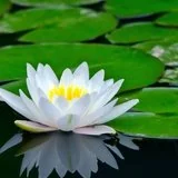Featured image of post 【般若明灯】法藏法师：一切事业由修自己做起！