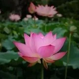 Featured image of post 【般若明灯】法藏法师：何为积极而正确之决心？