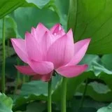 Featured image of post 【般若明灯】法藏法师：佛弟子如何学习放下？
