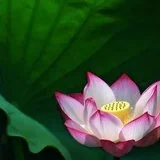 Featured image of post 【般若明灯】法藏法师：修行人如何随缘？