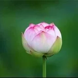 Featured image of post 【般若明灯】法藏法师：在红尘中，如何修菩萨行？