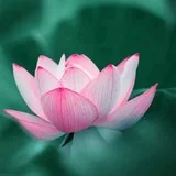 Featured image of post 【般若明灯】法藏法师：如何面对委屈、烦恼 ？