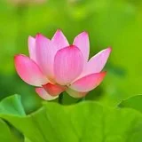 Featured image of post 【般若明灯】法藏法师：学佛四正念