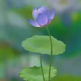Featured image of post 【般若明灯】法藏法师：從一切境中看到法的道理