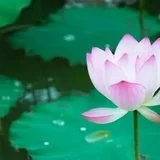 Featured image of post 【般若明灯】法藏法师：智慧超越知识与经验