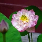 Featured image of post 【般若明灯】法藏法师：欲浪滔滔戒作筏，身口摄持法无他！