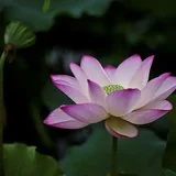 Featured image of post 【般若明灯】法藏法师：每一个苦难，都是在光泽生命的加持力！