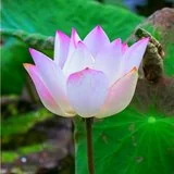 Featured image of post 【般若明灯】法藏法师：真心说这句话，烦恼降低三分之二！