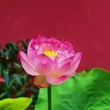 Featured image of post 【般若明灯】法藏法师：菩提心是成佛的唯一因心！