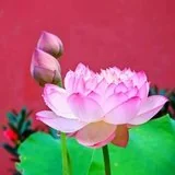 Featured image of post 【般若明灯】法藏法师：觉者在黑暗中，看见的是光明！