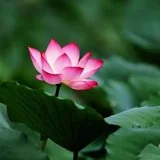 Featured image of post 【般若明灯】法藏法师：遇境之际，如何保持自觉？