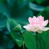 Featured image of post 【菩提愿海】《华严经》：发菩提心，令其身心增长善法！
