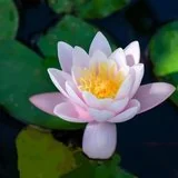 Featured image of post 【菩提愿海】《华严经》：得菩提心念力妙药，凡所闻事忆持不忘！