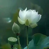 Featured image of post 【菩提愿海】《华严经》：得菩提心药，消灾免难！