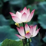 Featured image of post 【菩提愿海】《华严经》：若得菩提心宝，能灭一切无知暗冥！
