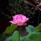 Featured image of post 【追思法语之七】上慧下本师父拥有快乐人生的秘诀（上慧下本师父与居士分享的人生小故事）