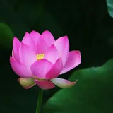 Featured image of post 【戒香普熏】《优婆塞五戒威仪经》：戒聚成就，具足无量妙果！