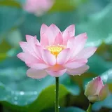 Featured image of post 【戒香普熏】《优婆塞戒经》：住于净戒，庄严菩提！