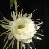 Featured image of post 【戒香普熏】《优婆塞戒经》：受持如是戒，人中芬陀利！