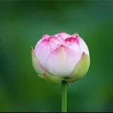 Featured image of post 【人生嘉言】印光大师：乐天知命，随遇而安！