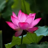 Featured image of post 【人生嘉言】印光大师：逆来顺受，始名乐天；修身植德，方曰尽性！