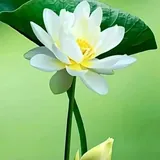 Featured image of post 【佛经语录】《大乘理趣六波罗蜜多经》：欲修大乘行，先发五胜心！