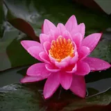 Featured image of post 【彼岸花开】蕅益大师：念佛法门，深信力行为要！