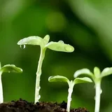 Featured image of post 【祖师开示】蕅益大师：菩提种子，人人有之！