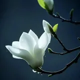 Featured image of post 【孝亲报恩专题法语】《释门真孝录》：三界慈爱唯父母，三世福田莫过僧！\u200b