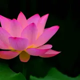 Featured image of post 【戒香普熏】《集一切福德三昧经》：云何菩萨摩诃萨净戒庄严？