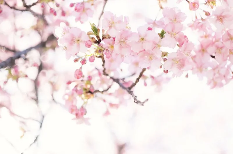 【祖师法语】缅怀律宗中兴祖师见月律师，恭阅《一梦漫言》语录！
