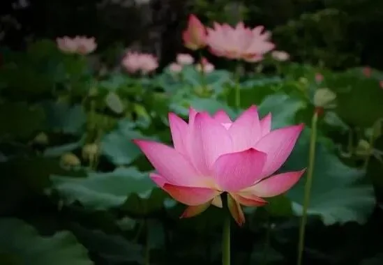 【彼岸花开】缅怀莲宗祖师道绰大师！