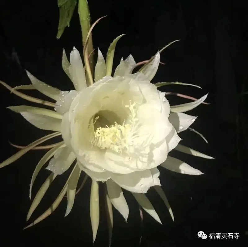 【甘露法语】净界法师：改变内心世界的三种力量！