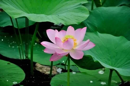 【般若明灯】法藏法师：凡圣之别