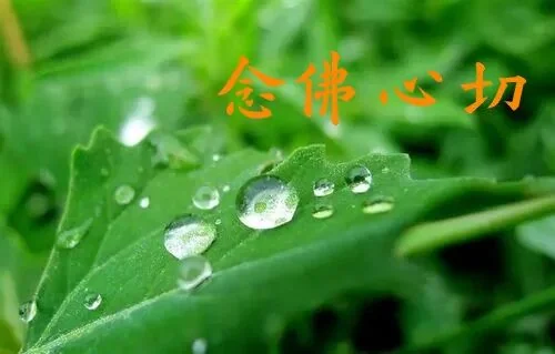 【彼岸花开】憨山大师：念佛心不切有六个原因！