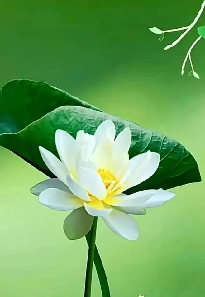 【戒香普熏】《 大宝积经》：持戒得四种\u200b广胜处法（一）