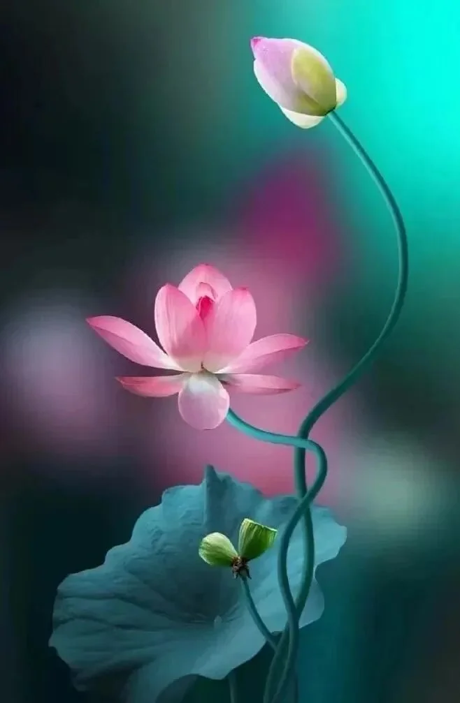 【般若明灯】法藏法师：人生，要盡一切方法努力 ，但不要執著！