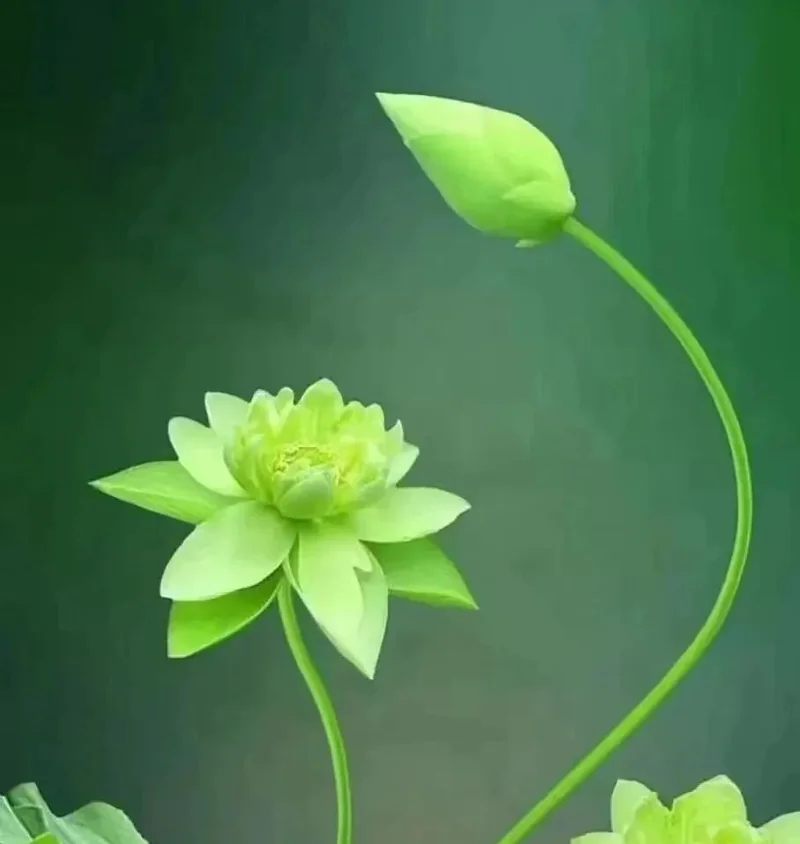 【戒香普熏】《 大宝积经》：持戒常不远离四种妙法！