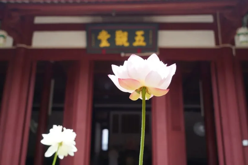 【菩提愿海】《优婆塞经》：发菩提心，有哪些事？