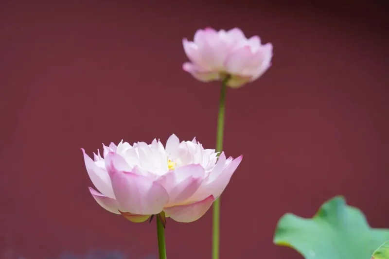 【戒香普熏】《受十善戒经》：此名涅槃路，诸佛之所行！