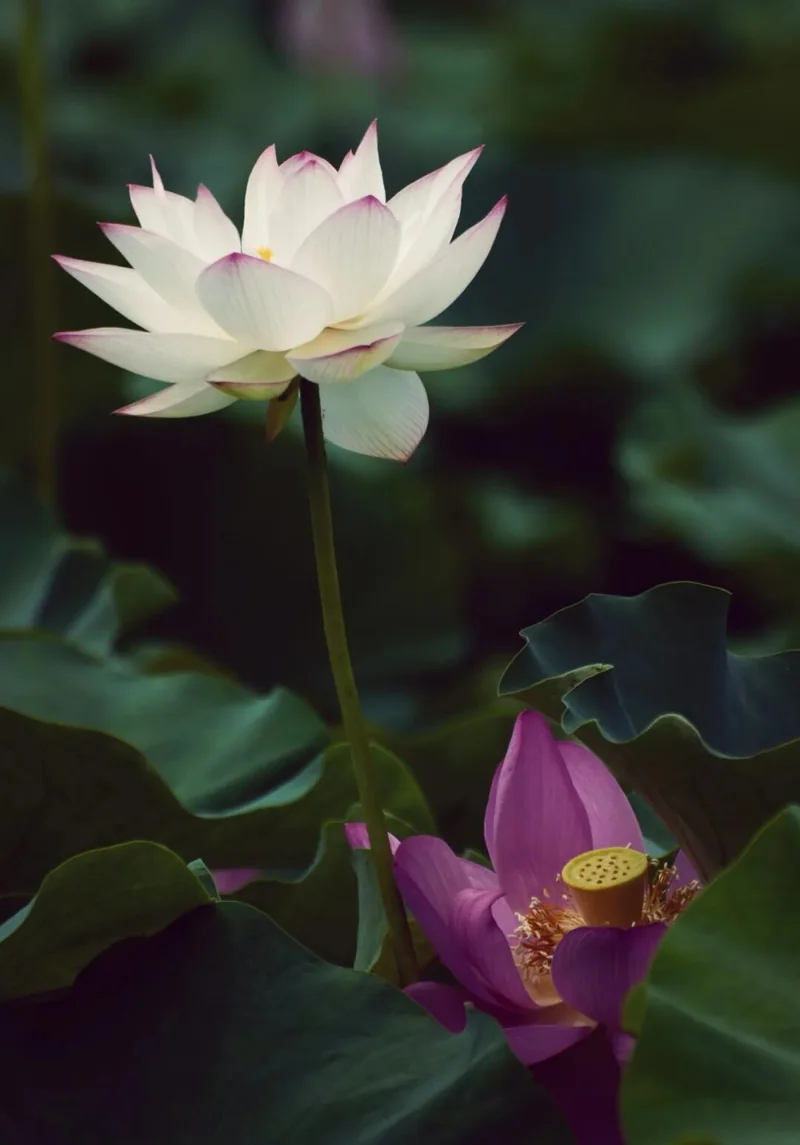 【彼岸花开】如是念佛，无业障不消，无福慧不足！