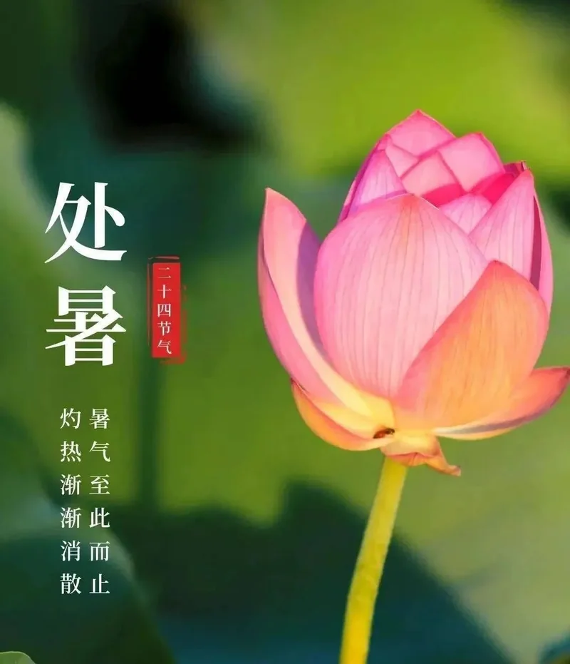 【彼岸花开】处暑寒来道易生，六时佛号更虔诚！
