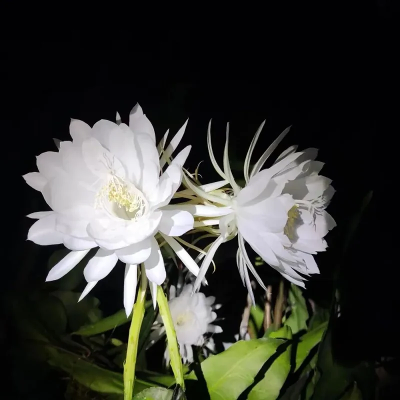 【戒香普熏】中峰明本禅师：守护净戒，现优昙花！