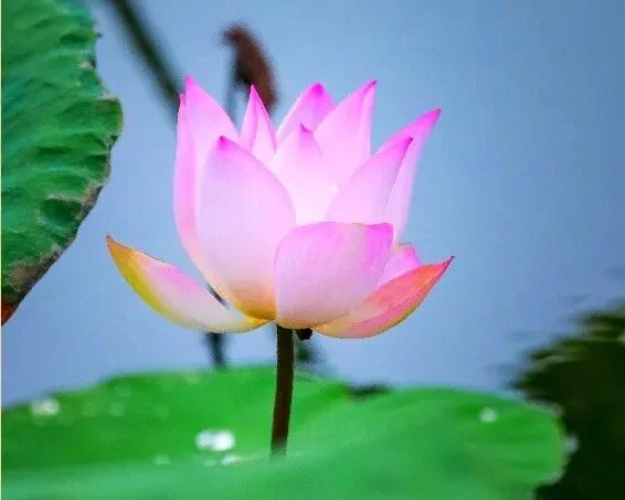【人生嘉言】《禅林宝训》：胸怀开阔，方能自利利他！