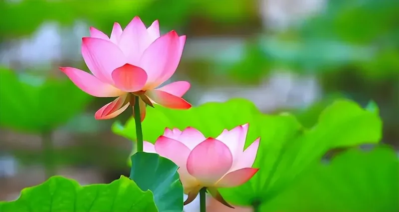 【人生嘉言】《禅林宝训》：圣贤之学，非一日之具！