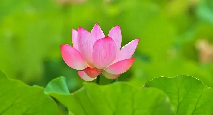 【般若明灯】法藏法师：学佛四正念