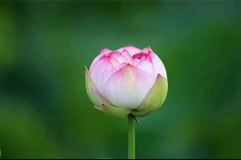 【般若明灯】法藏法师：在红尘中，如何修菩萨行？