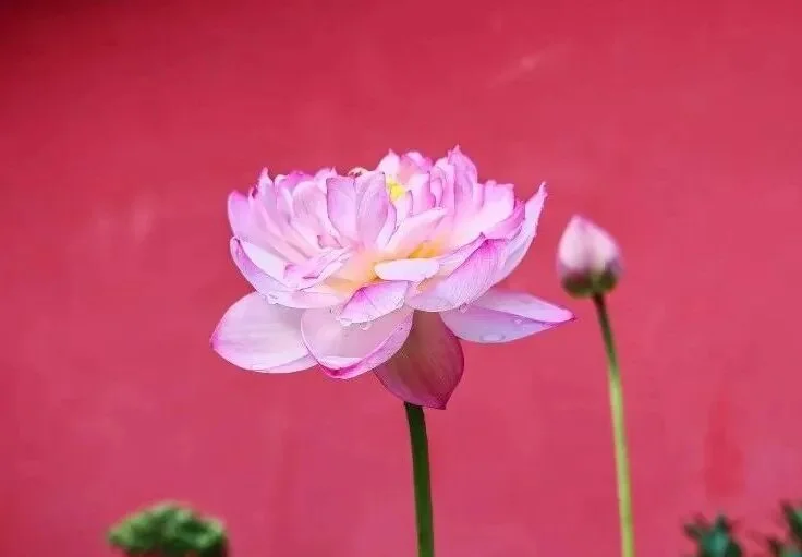 【戒香普熏】《大萨遮尼乾子所说经》有十二种持戒，得大利益！