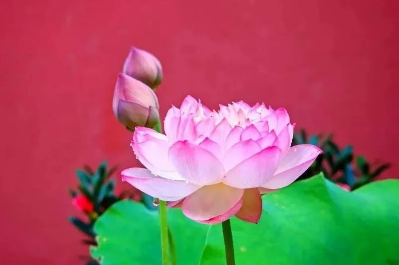 【般若明灯】法藏法师：觉者在黑暗中，看见的是光明！