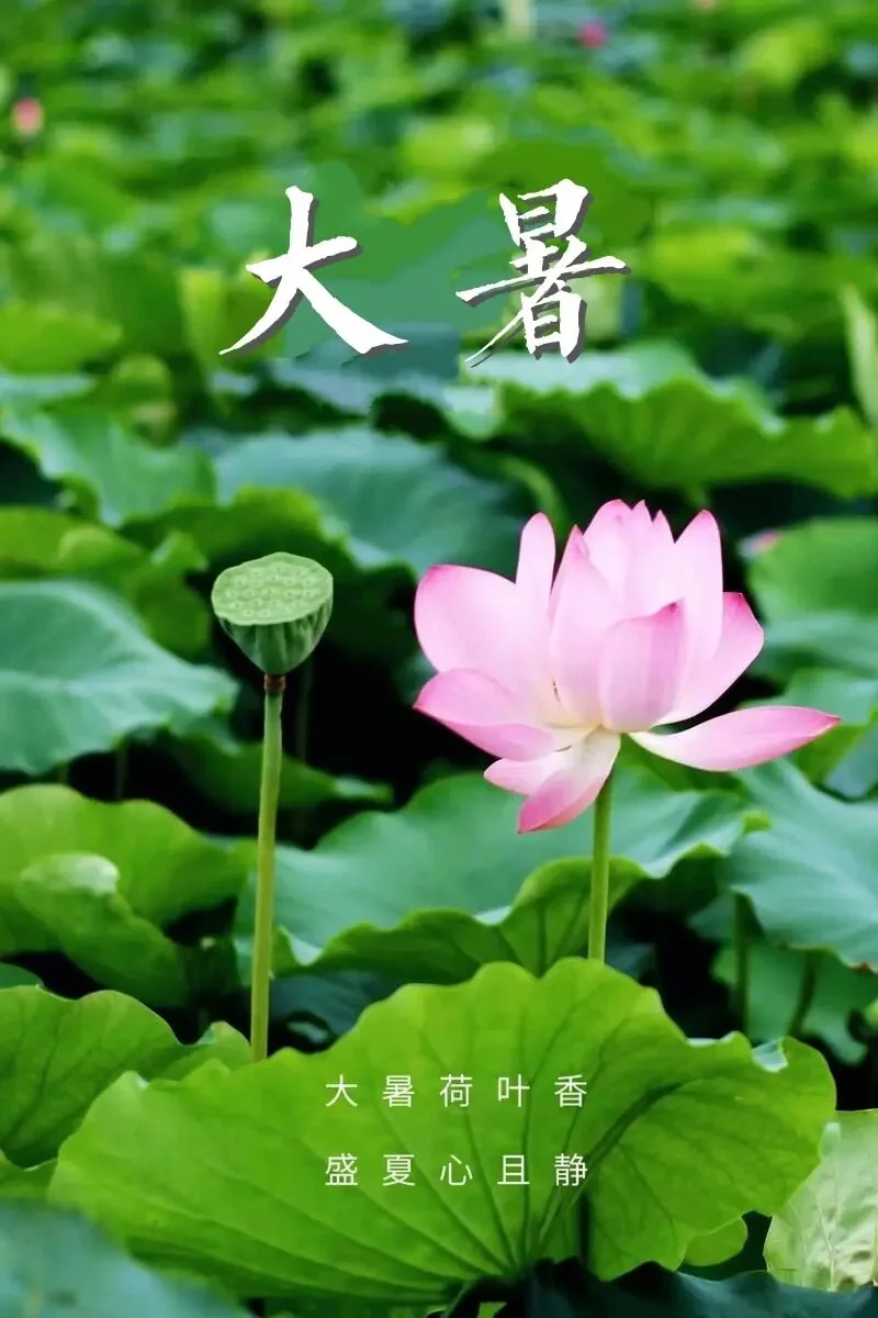【彼岸花开】大暑劝念佛：大暑流金似火攻，毫无暖气到心中！